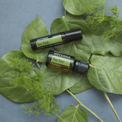 Waarom doTERRA Tea Tree – Zuiverend en verzorgend? Tea Tree (Melaleuca) is een krachtige, frisse olie die zuivert, verzorgt en beschermt. Onmisbaar in huis.