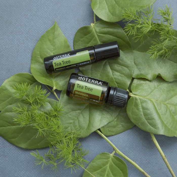 Waarom doTERRA Tea Tree – Zuiverend en verzorgend? Tea Tree (Melaleuca) is een krachtige, frisse olie die zuivert, verzorgt en beschermt. Onmisbaar in huis.